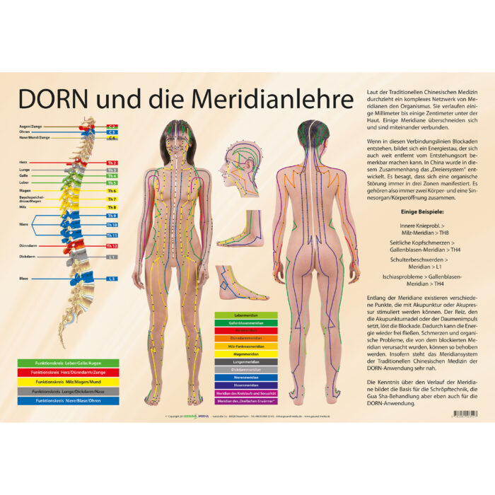 Plakat "DORN und die Meridianlehre"